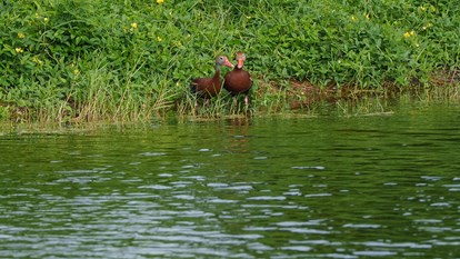 Creating Bird Rookeries  3
