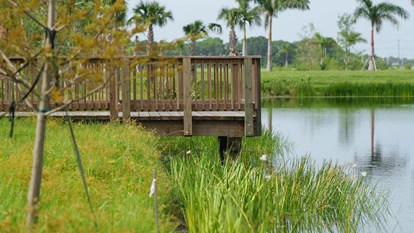 Creating Bird Rookeries  4