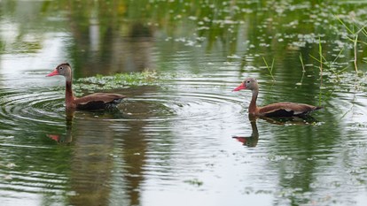 Creating Bird Rookeries  5